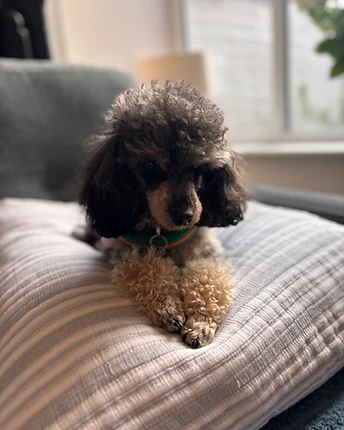 A small charcoal-gray toy poodle with tan paws resting its head on a striped cushion, wearing a rainbow collar