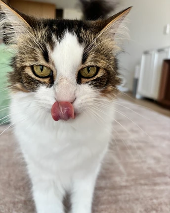 A longhair cat with a white face and tabby patches, tongue slightly out, on a beige carpet
