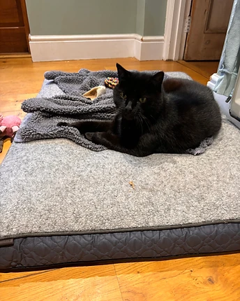 A sleek black cat resting on a grey pet bed on a wooden floor