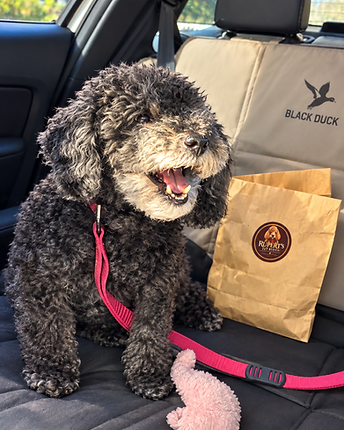 A curly-haired black Labradoodle in a pink harness sitting on a quilted car seat cover, panting happily with a pink plush toy in front