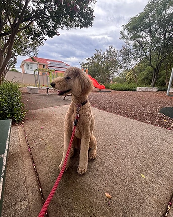 Rosie, a Labradoodle, sitting on a concrete path in a park