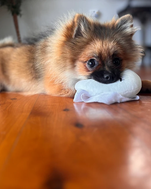 A guest dog resting comfortably at home during an overnight pet sitting stay