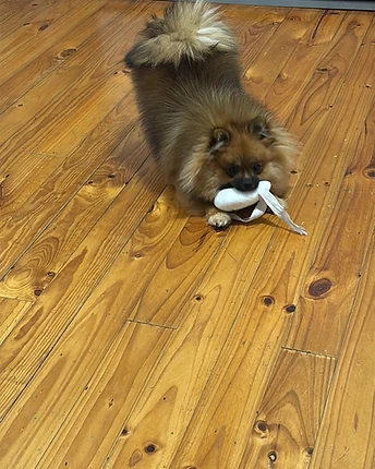 A small fluffy Pomeranian holding a white chew toy bone in its mouth on a wooden floor
