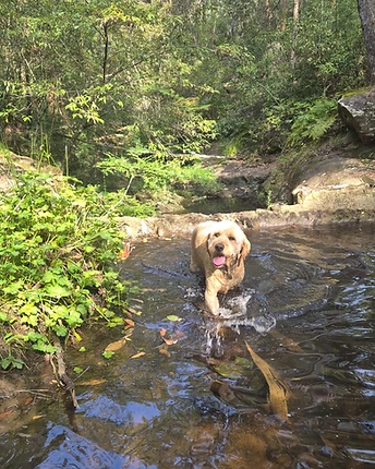 Scout, a Groodle, wading through a shallow stream in a forest