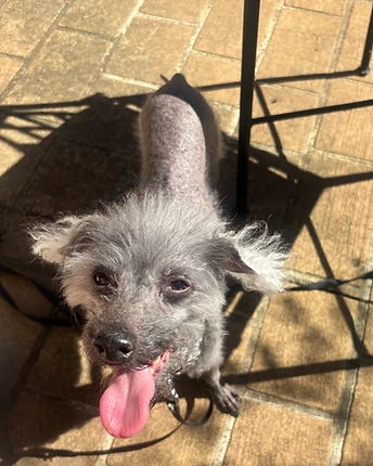 A small grey wire-haired dog looking up with its tongue out on a stone tiled floor