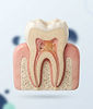 Illustration of a tooth cross-section showing the pulp