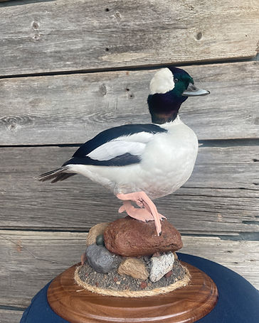 Bufflehead drake table display