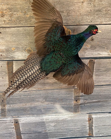 Ring-necked pheasant flying mount