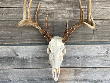 European Mounts