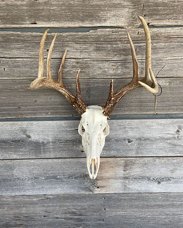 Whitetail deer European skull mount
