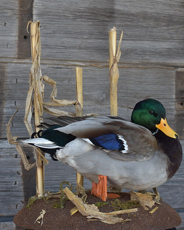 Drake mallard standing mount