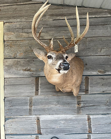 Whitetail deer pedestal mount