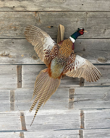 Ring-necked pheasant flying mount