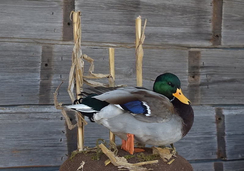 Mallard drake taxidermy mount on a rustic habitat base