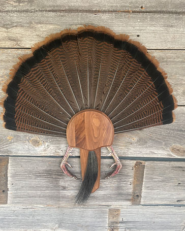 Turkey fan mount