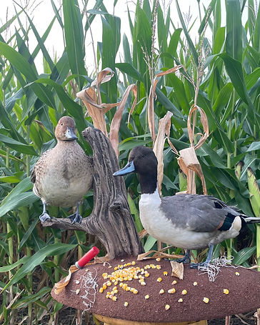 Pintail drake and hen table display