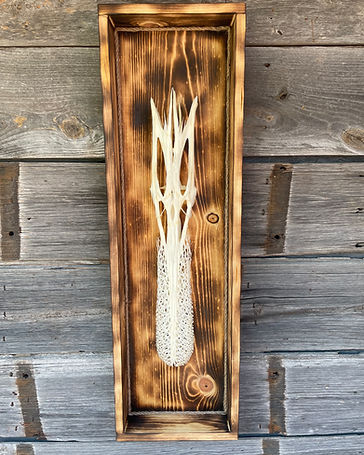 Spoonbill European mount