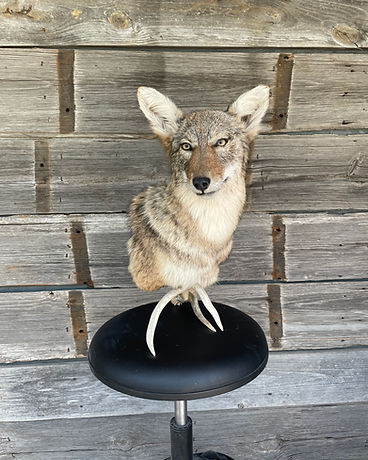 Coyote pedestal mount