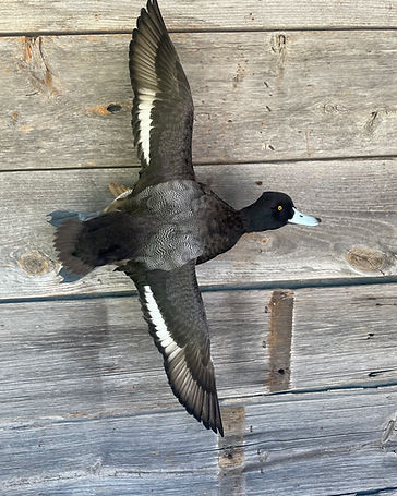 Greater scaup drake flying mount