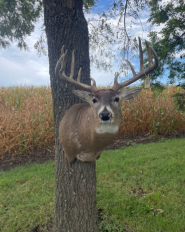 Whitetail deer shoulder mount