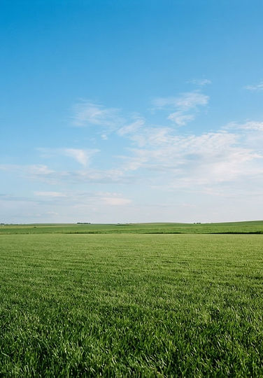 Green lawn under blue lightly cloudy skies