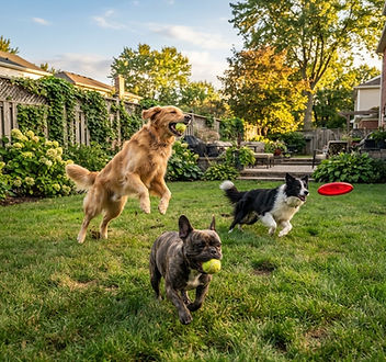 Three different dogs playing fetch with a tennis ball and frisbee in a green backyard