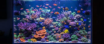 Vibrant coral reef aquarium with tropical fish