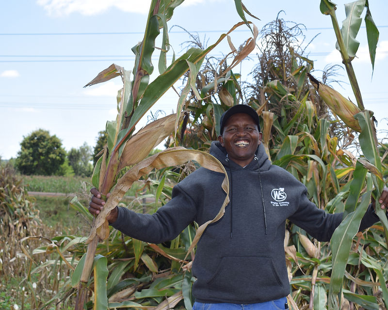 African farmer in a healthy maize field at golden hour