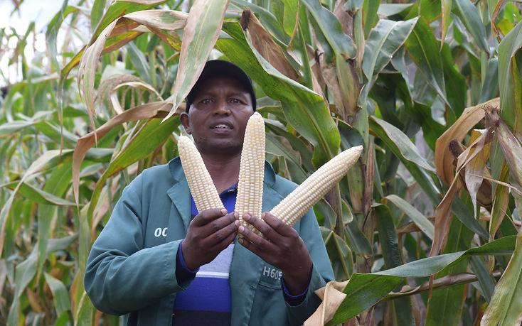 Western Seed farmer with a healthy maize harvest