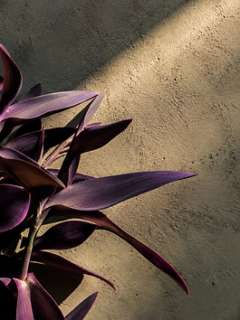 Purple leaves against concrete