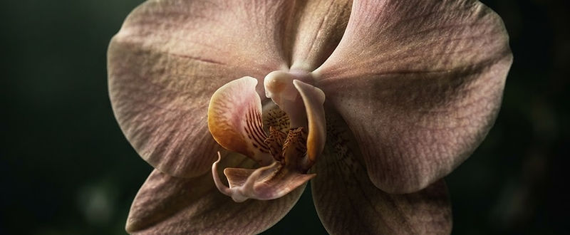 Sculptural orchid study