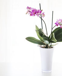 Orchidée rose en pot dans une lumière naturelle