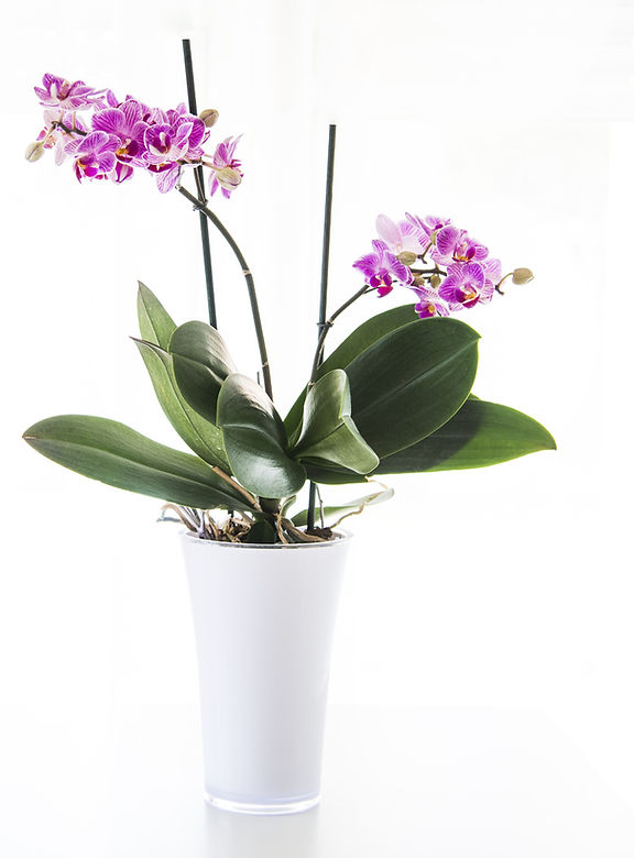 Orchidée rose en pot dans une lumière naturelle