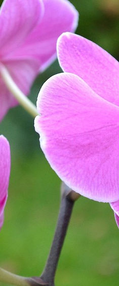 Orchidées roses en fleurs sur un fond de feuillage vert