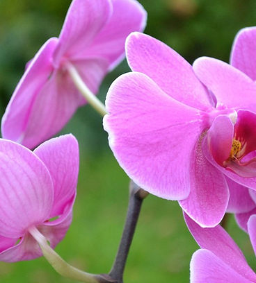 Orchidées roses en fleurs sur un fond de feuillage vert