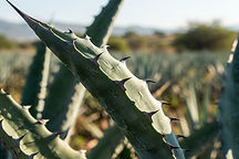 Close-up of blue Weber agave leaves with sharp thorns in sunlight