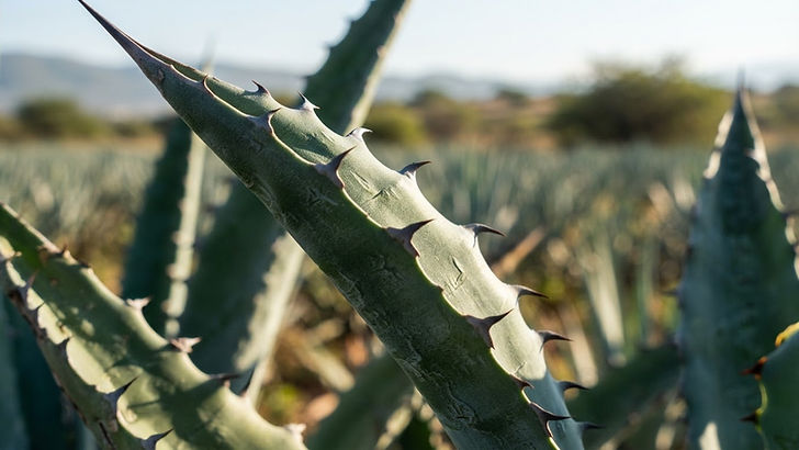 Blue Weber agave plant with sharp thorn-tipped leaves