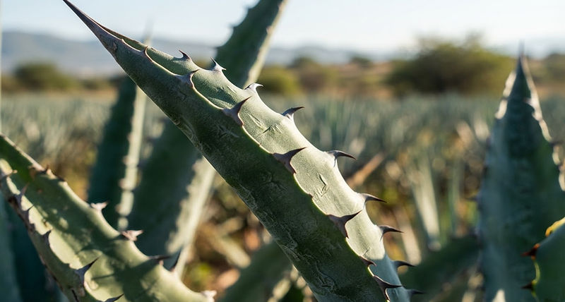 Close-up of blue Weber agave leaves with sharp thorns catching sunlight