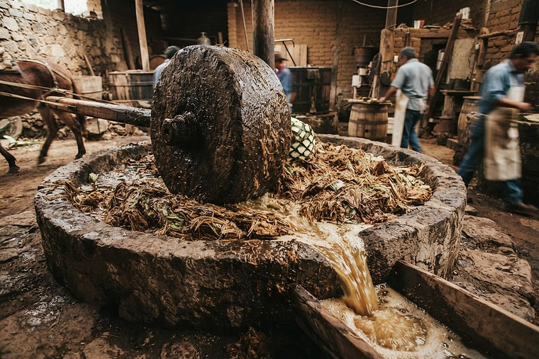 A traditional stone tahona wheel crushing cooked agave in a rustic distillery