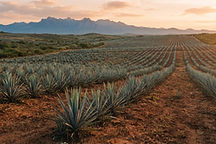 Rows of blue agave plants stretching across the Jalisco highlands at golden hour