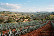 Rolling hills of Mexican agave countryside with terracotta soil under a blue sky