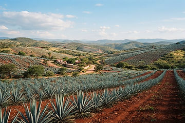 Rolling hills of Mexican agave countryside with terracotta soil under a blue sky