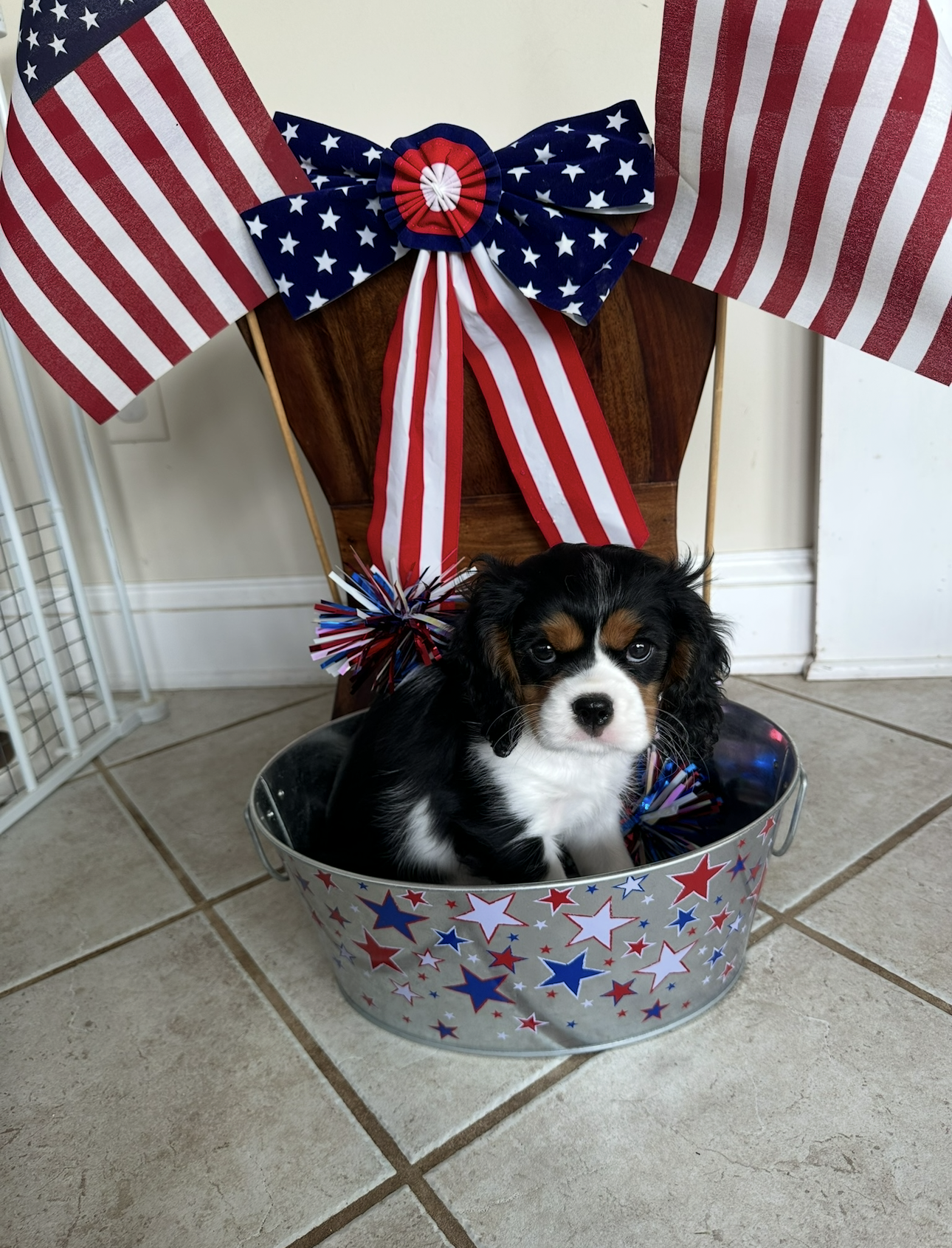 Star-spangled puppy