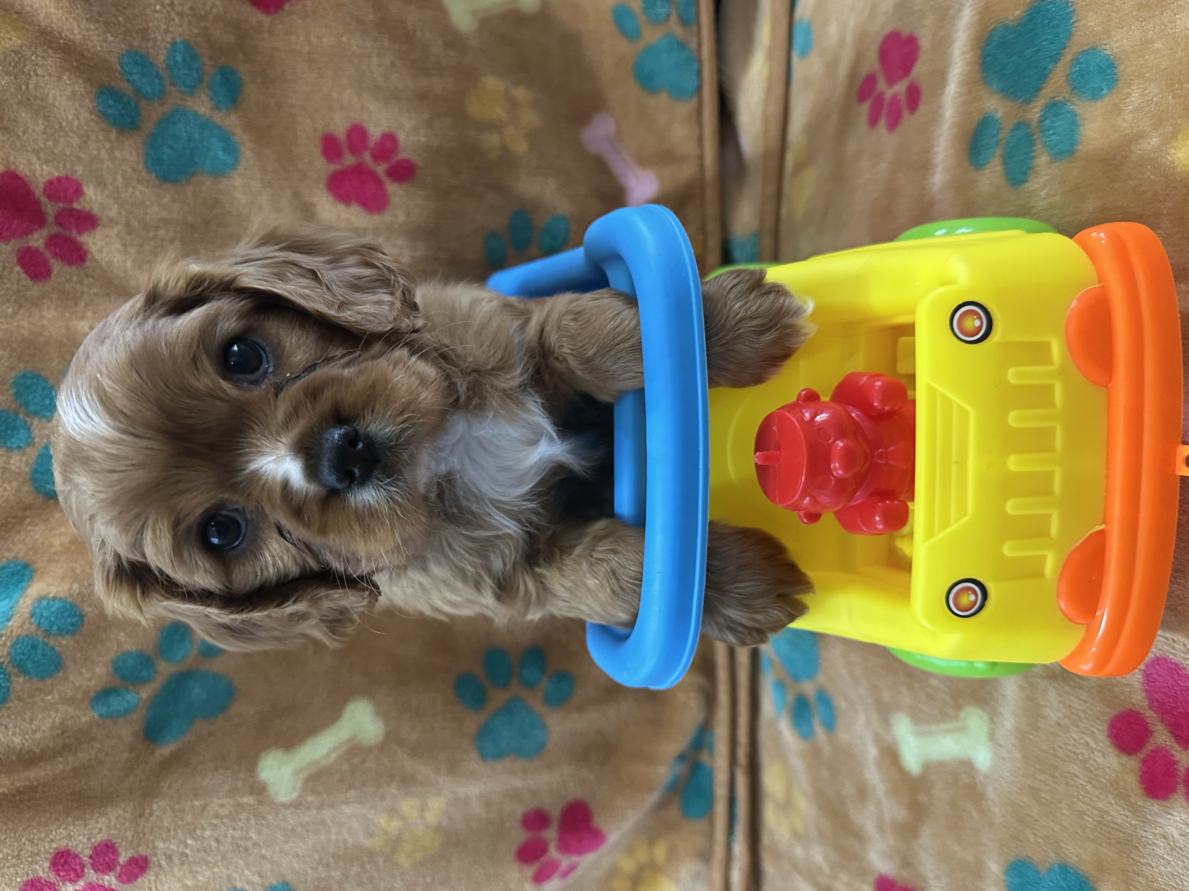 His favorite toy