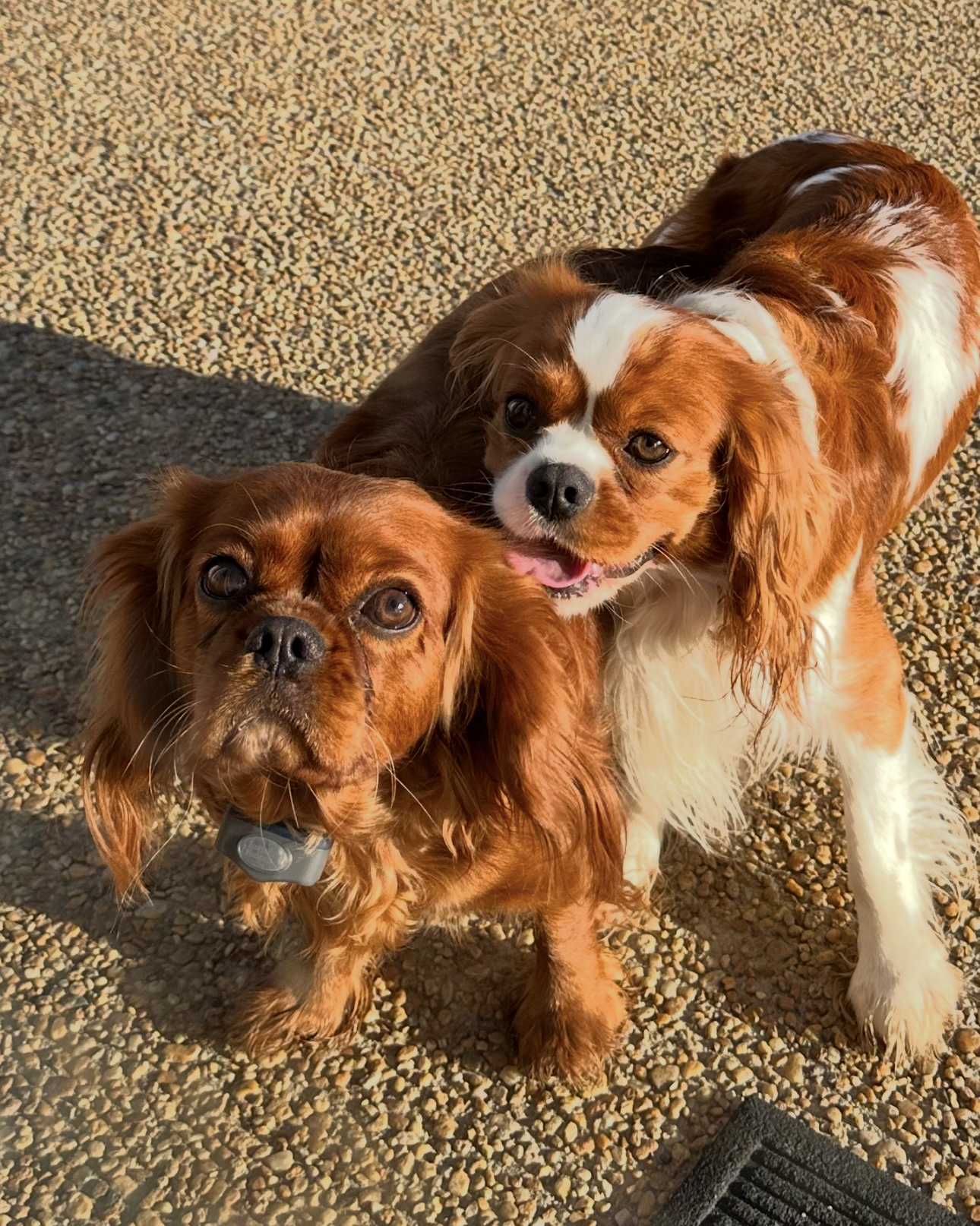 Yard mates