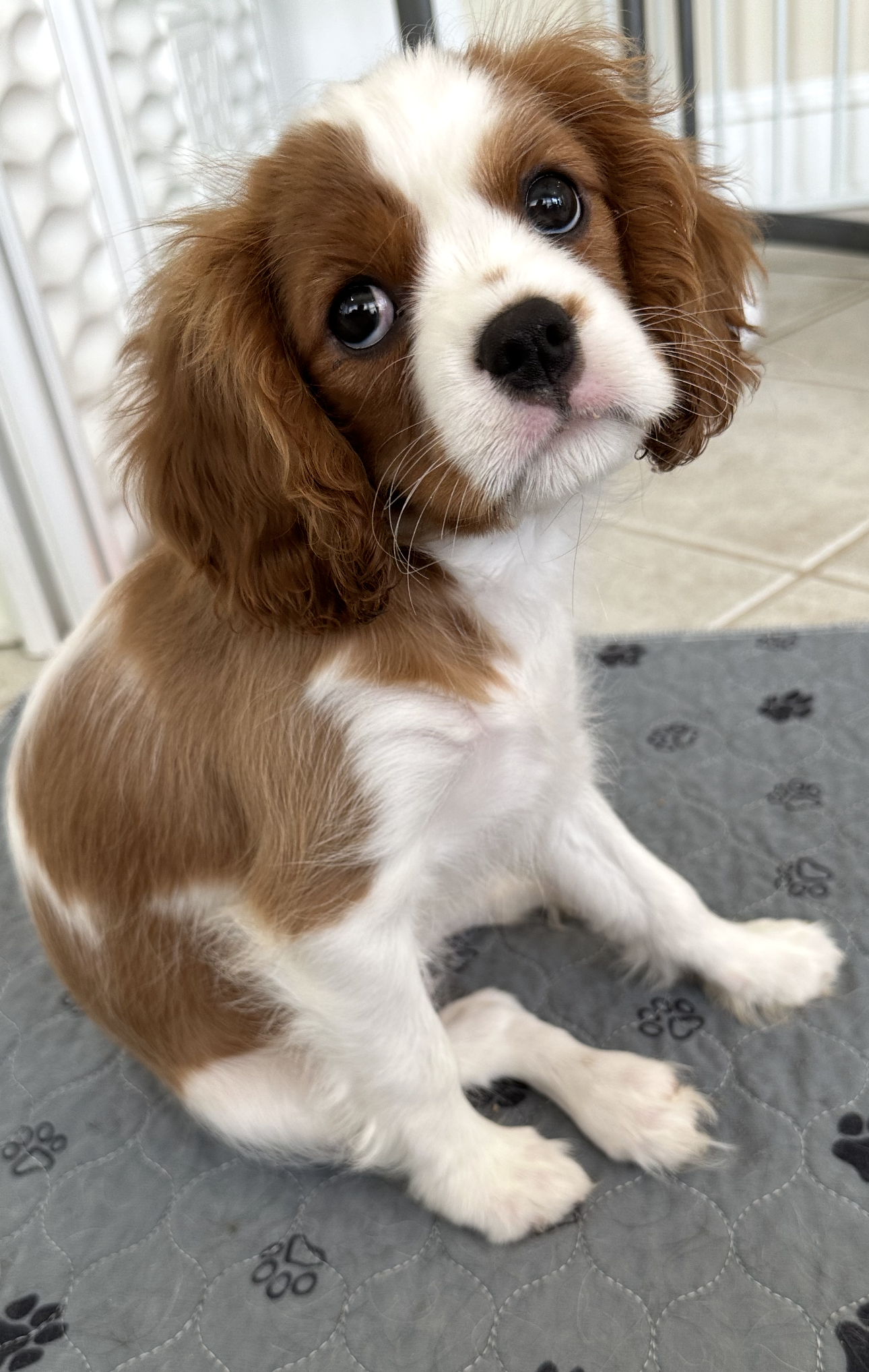 A Blenheim boy