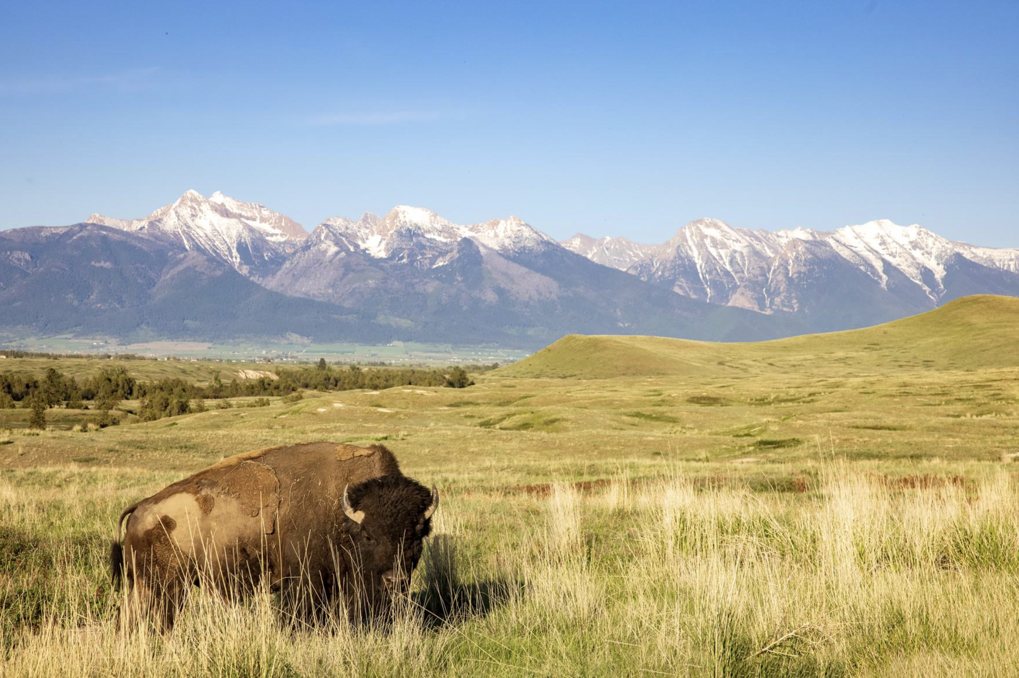 Bison Range, Near Moiese, Montana