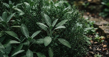 Herbes aromatiques