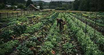 Légumes