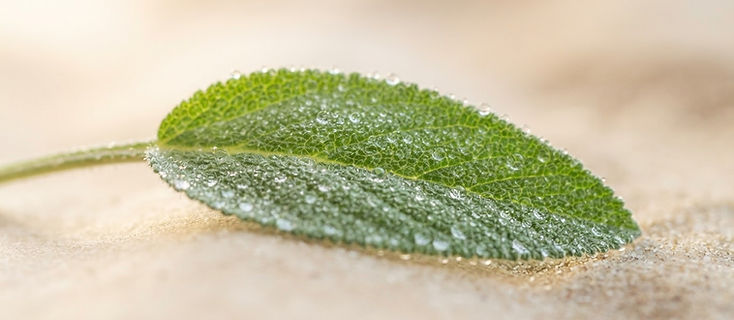 Macro photograph of a fresh sage-green leaf with water droplets in soft morning light